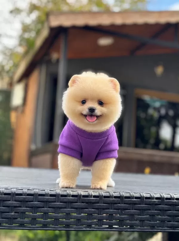 Sağlık Ve İrk Garantili Pomeranian