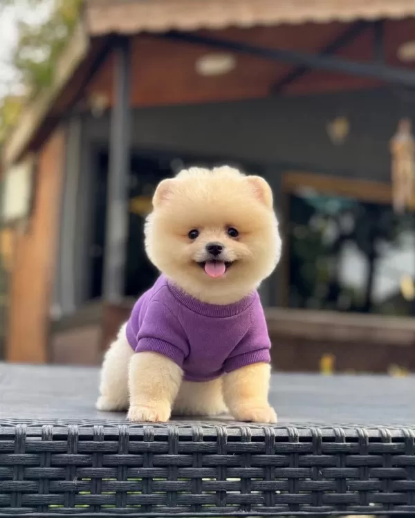 Sağlık Ve İrk Garantili Pomeranian