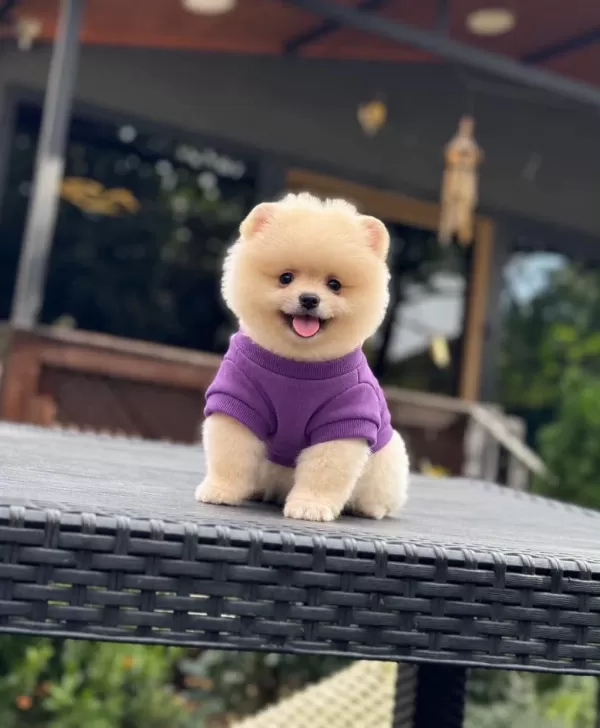 Sağlık Ve İrk Garantili Pomeranian