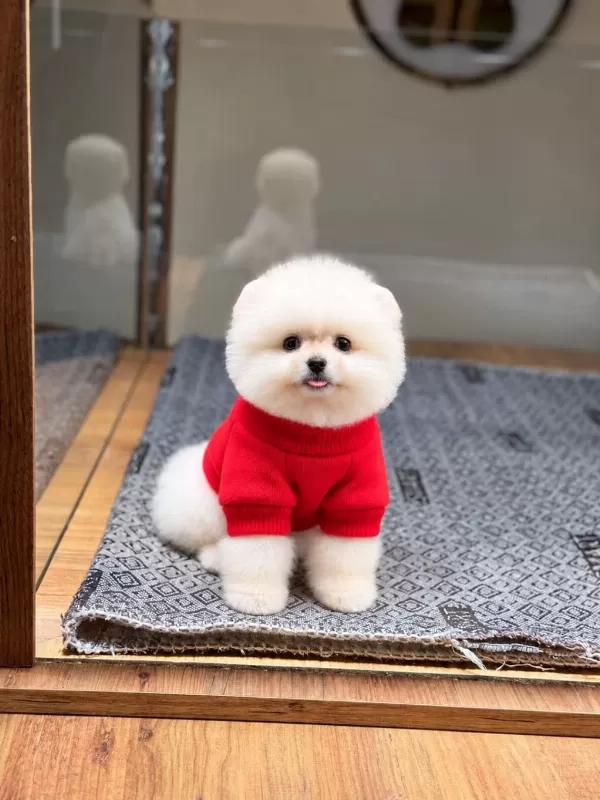 Sağlık Ve İrk Garantili Pomeranian