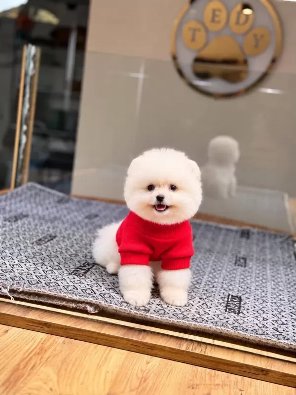 Sağlık Ve İrk Garantili Pomeranian