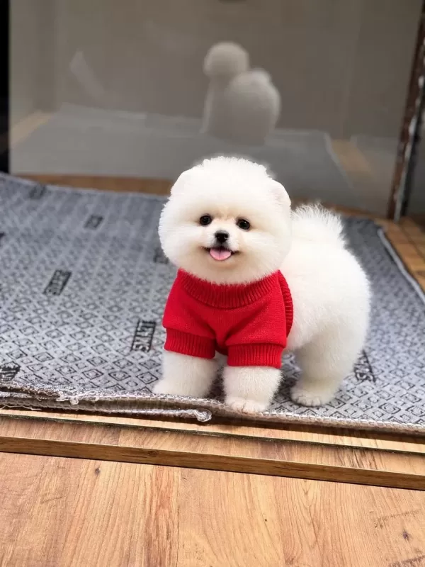 Sağlık Ve İrk Garantili Pomeranian