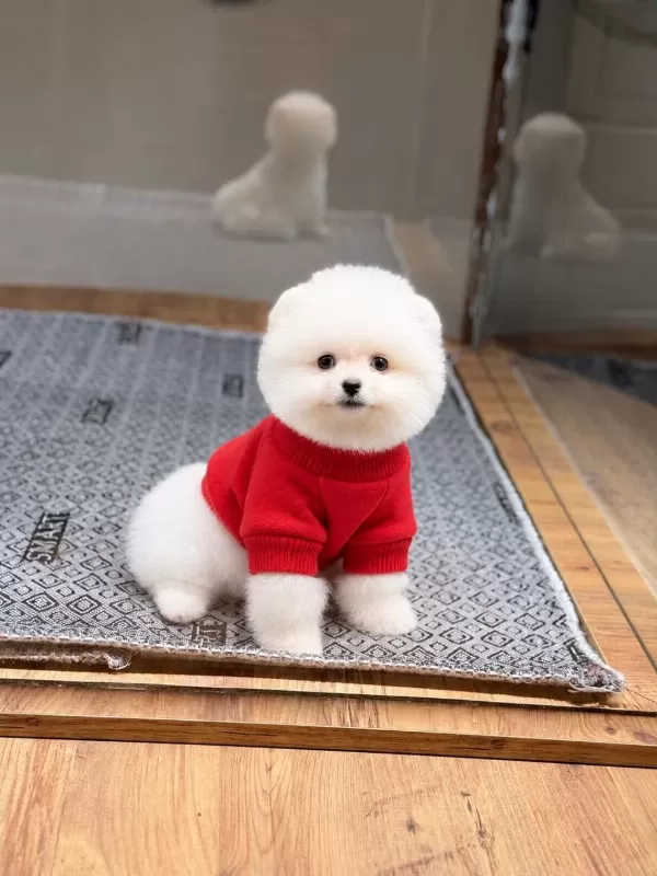 Sağlık Ve İrk Garantili Pomeranian