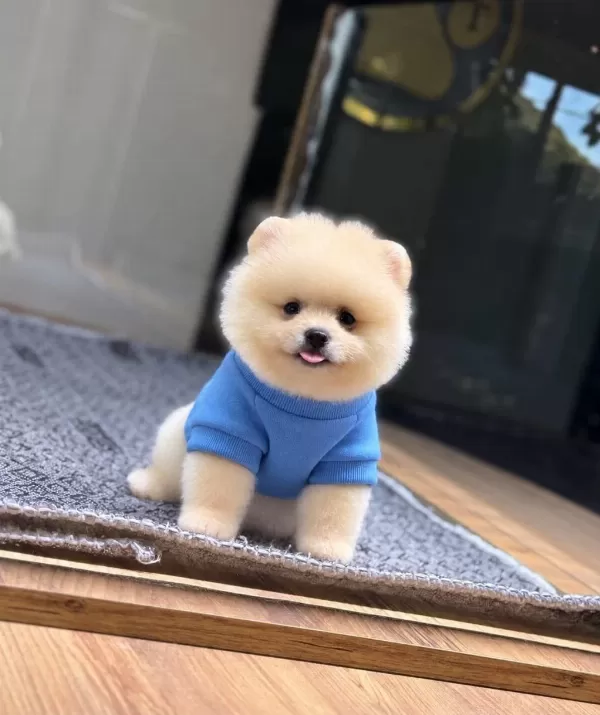 Sağlık Ve İrk Garantili Pomeranian