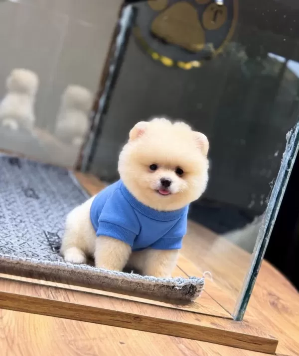Sağlık Ve İrk Garantili Pomeranian