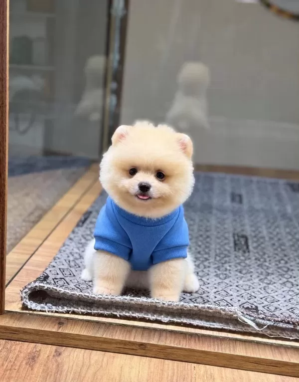 Sağlık Ve İrk Garantili Pomeranian