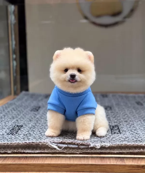 Sağlık Ve İrk Garantili Pomeranian