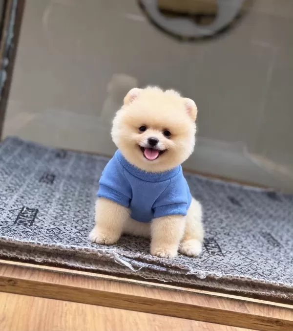 Sağlık Ve İrk Garantili Pomeranian