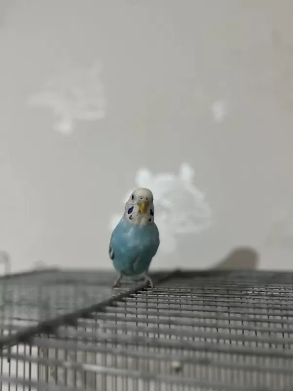 Kolaylikla Konuşturabileceğiniz Bebek Muhabbet