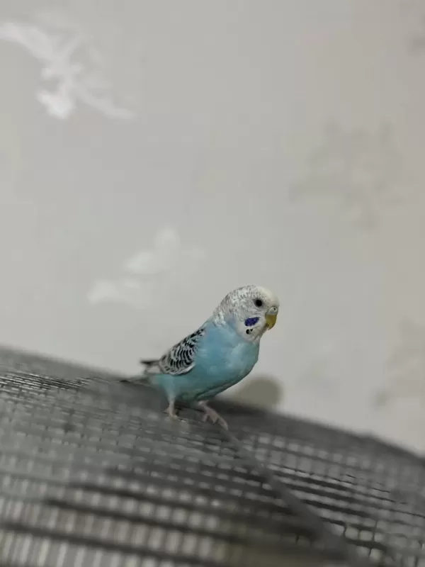 Kolaylikla Konuşturabileceğiniz Bebek Muhabbet