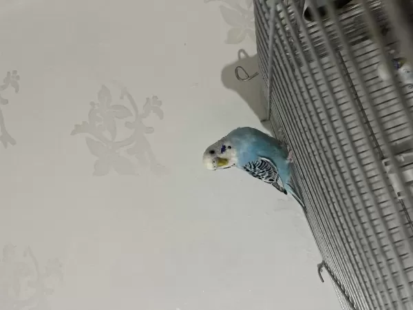Kolaylikla Konuşturabileceğiniz Bebek Muhabbet
