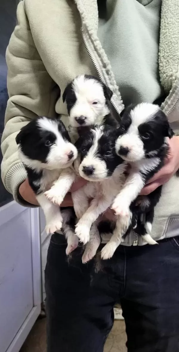 Border Collie Max Bebekler