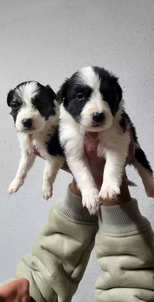 Border Collie Max Bebekler
