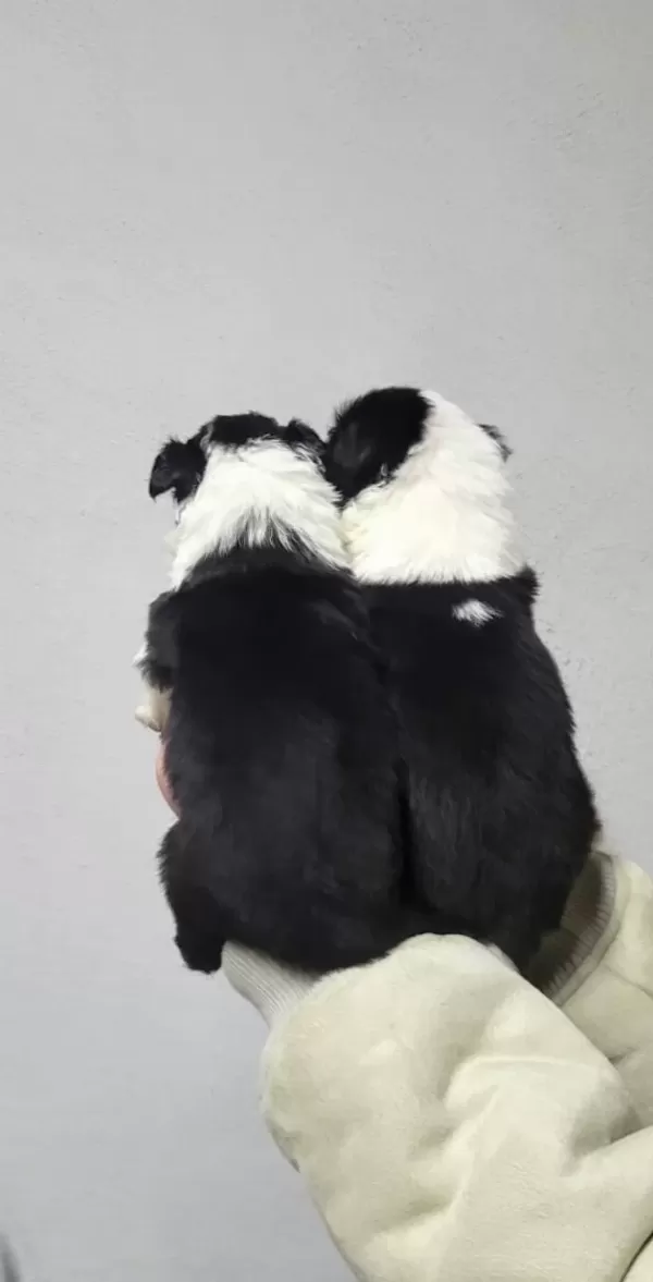 Border Collie Max Bebekler