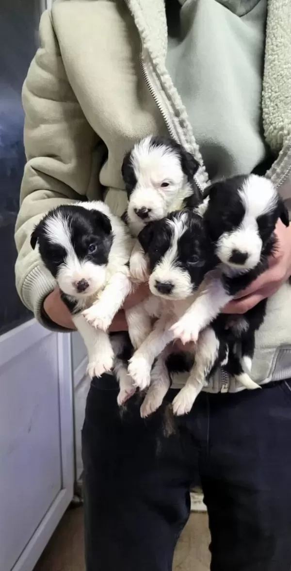 Border Collie Max Bebekler