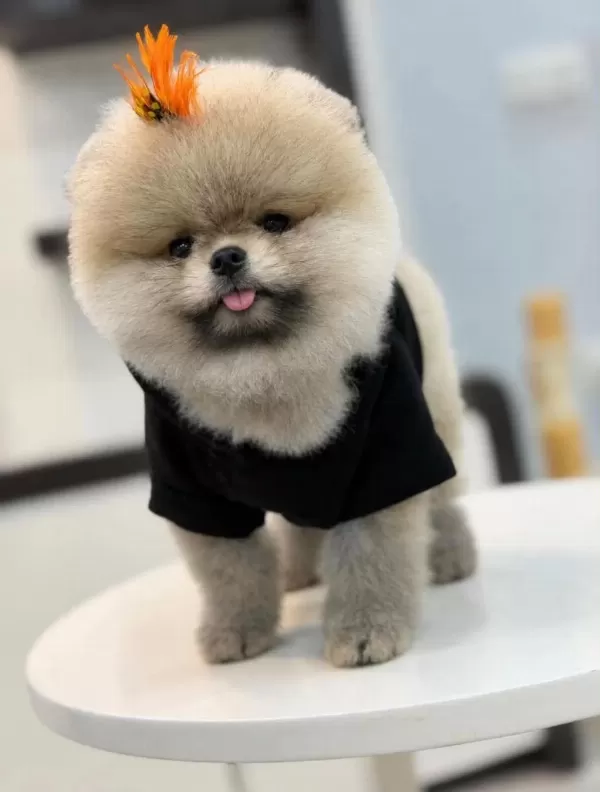 Sağlık Ve İrk Garantili Pomeranian Boo