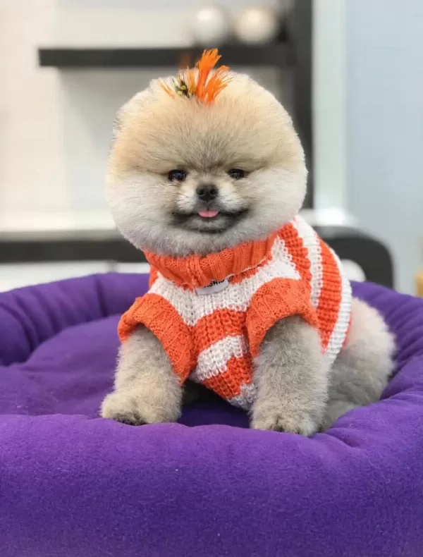 Sağlık Ve İrk Garantili Pomeranian Boo