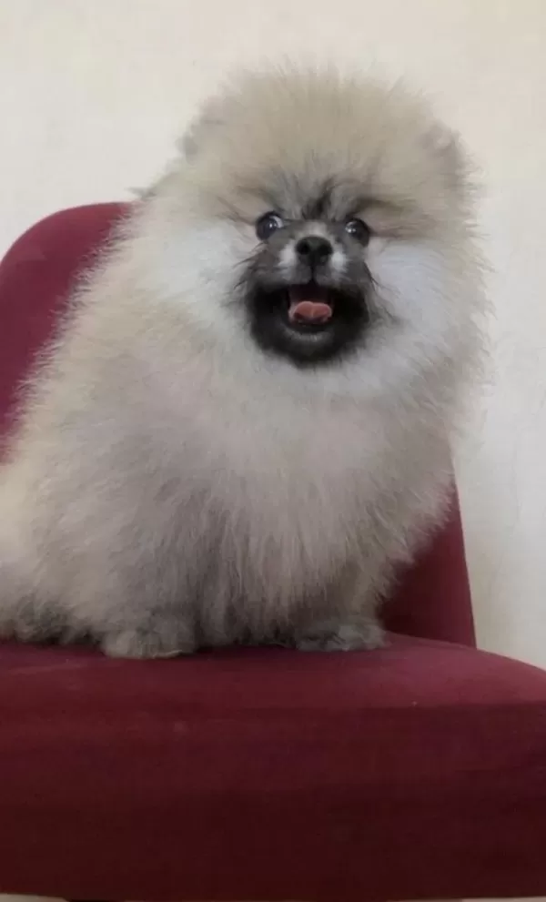 Üst Kalite Teddy Bear Pomeranian Boo