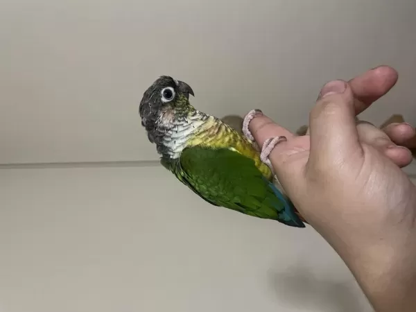 Sağlıklı Full Evcil Konur