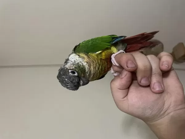 Sağlıklı Full Evcil Konur