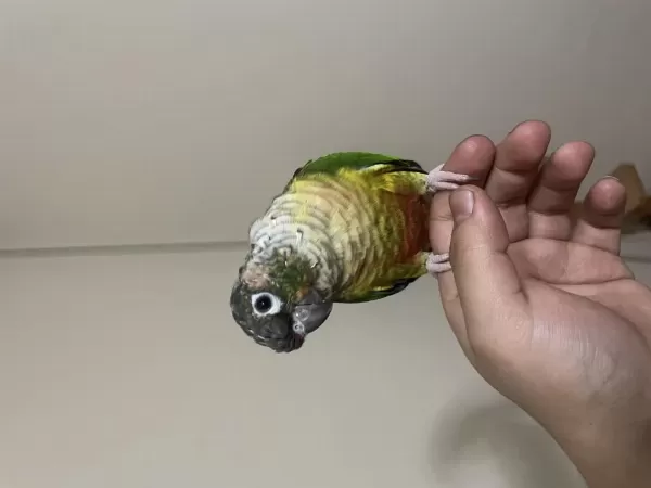 Sağlıklı Full Evcil Konur