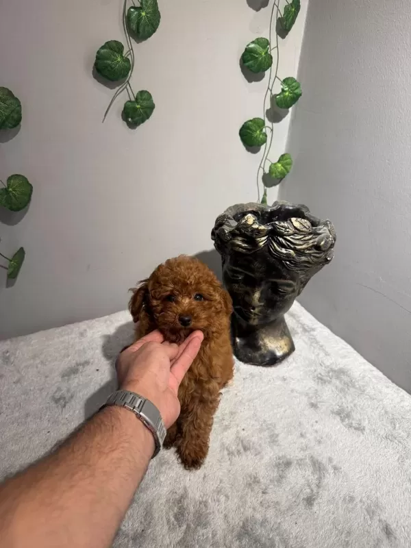 Toy 4 Aylık Dişi Poodle