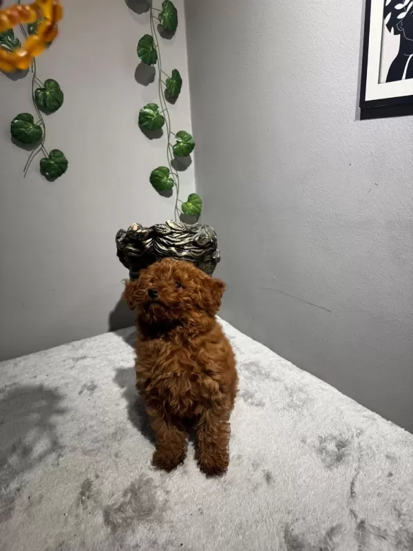 Toy 4 Aylık Dişi Poodle