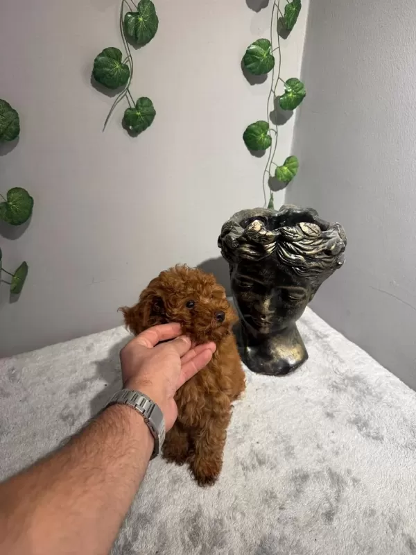 Toy 4 Aylık Dişi Poodle