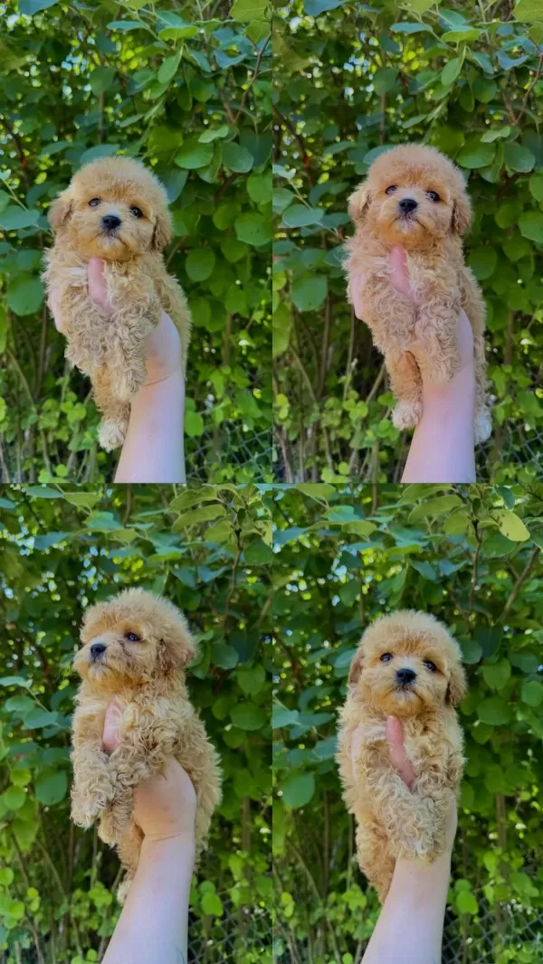 Sevimli Maltipoo Bebekleri Yavrumuz Yeni Yuvasina Hazir