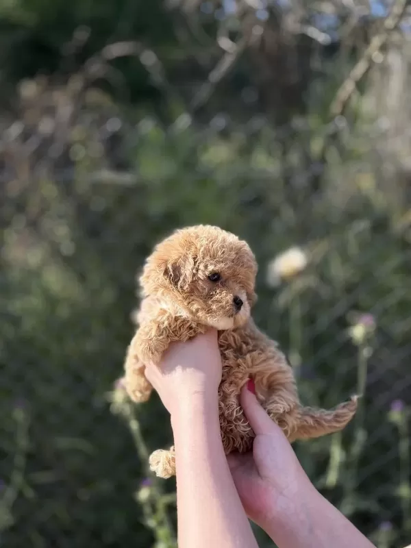 Sevimli Maltipoo Bebekleri Yavrumuz Yeni Yuvasina Hazir