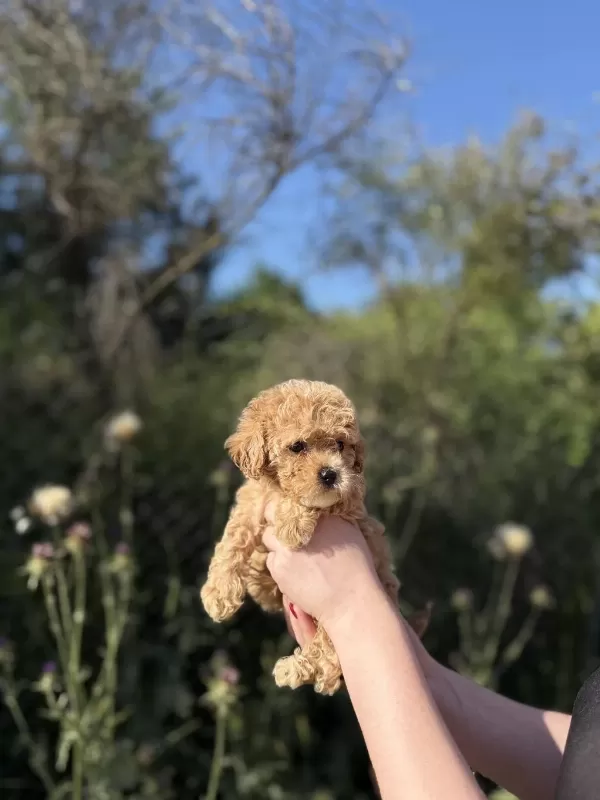 Sevimli Maltipoo Bebekleri Yavrumuz Yeni Yuvasina Hazir