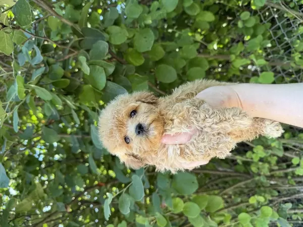 Sevimli Maltipoo Bebekleri Yavrumuz Yeni Yuvasina Hazir