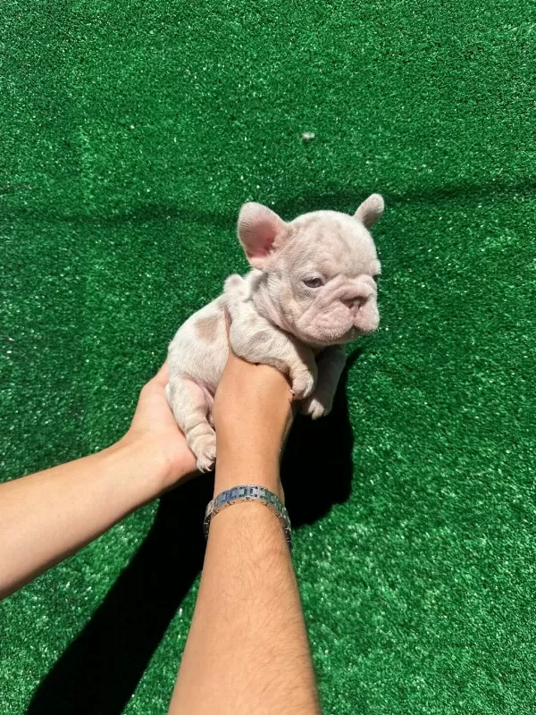 Exotic French Bulldog