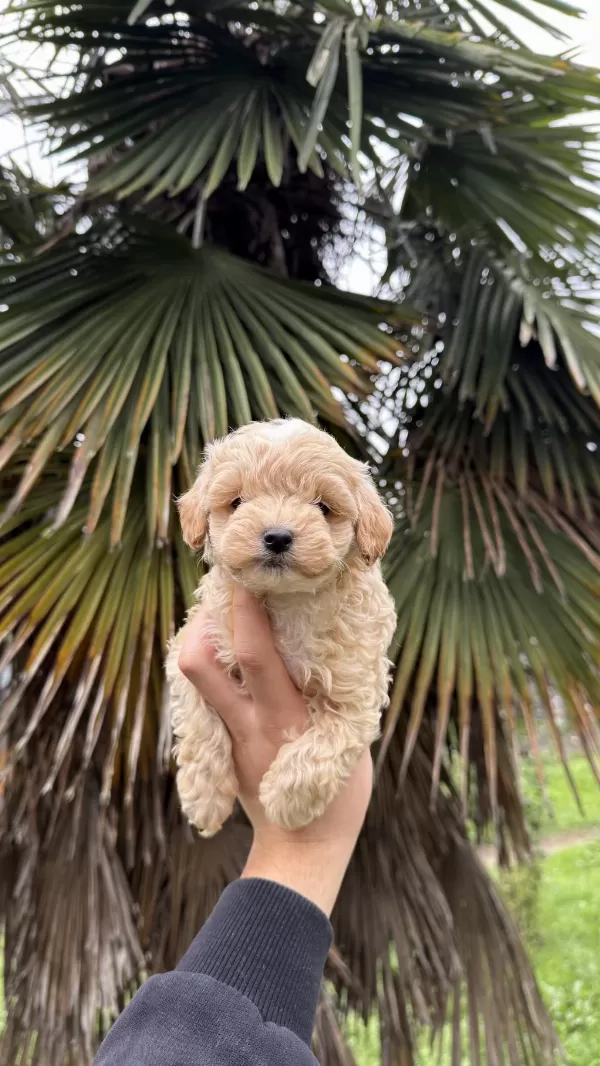 Saf Kan Kore Maltipoo Yavrumuz Yeni Yuvasina Hazir