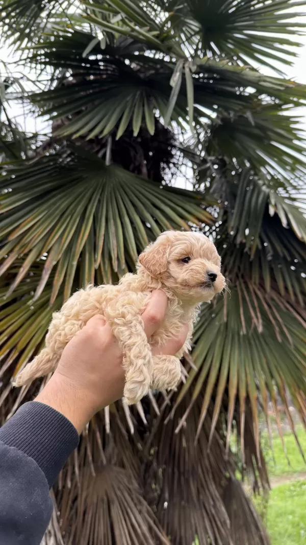 Saf Kan Kore Maltipoo Yavrumuz Yeni Yuvasina Hazir