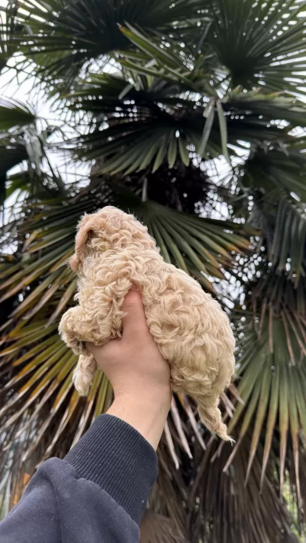 Saf Kan Kore Maltipoo Yavrumuz Yeni Yuvasina Hazir