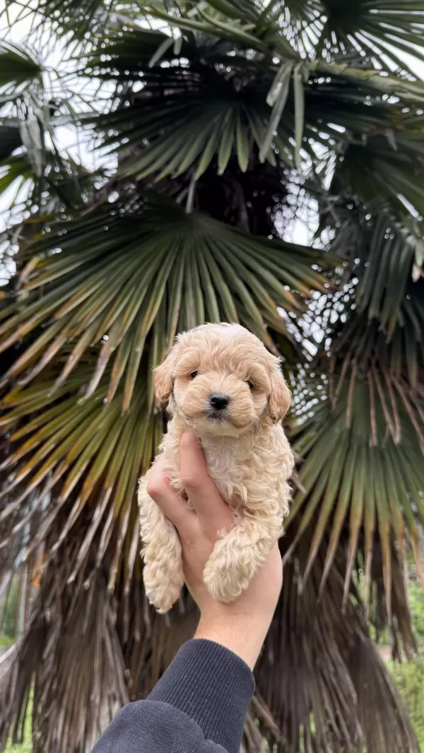 Saf Kan Kore Maltipoo Yavrumuz Yeni Yuvasina Hazir