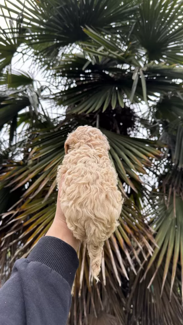 Saf Kan Kore Maltipoo Yavrumuz Yeni Yuvasina Hazir