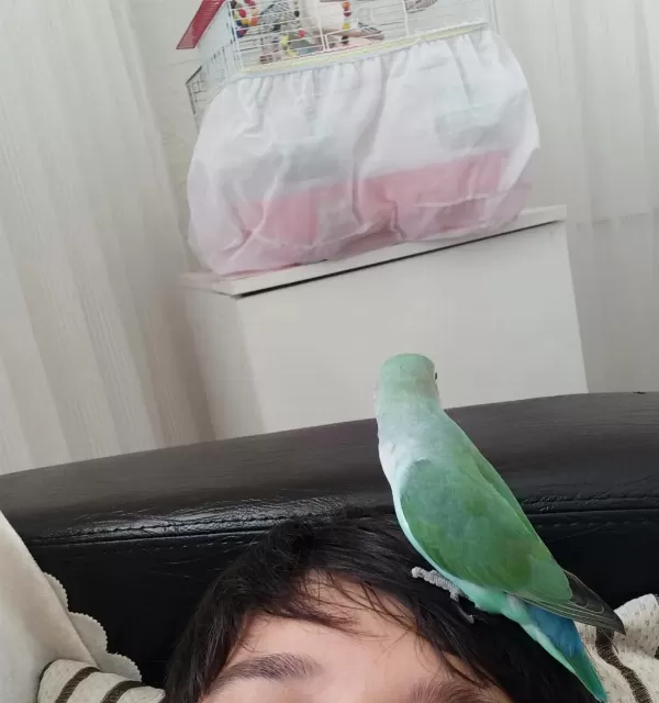 Sevda Papağanı 9 Aylık Erkek Evcil
