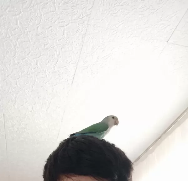 Sevda Papağanı 9 Aylık Erkek Evcil