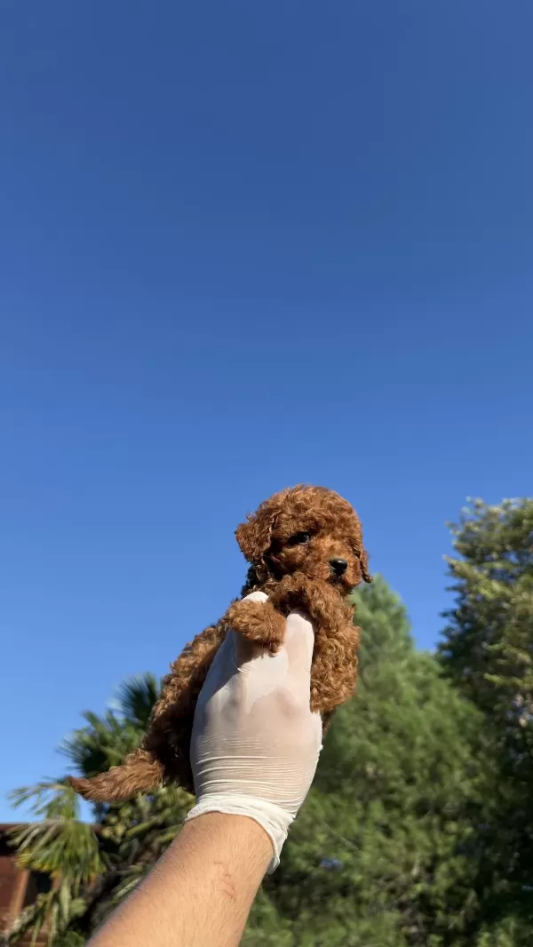 Wc Eğitimli Redbrown Toy Poodle Yavrumuz