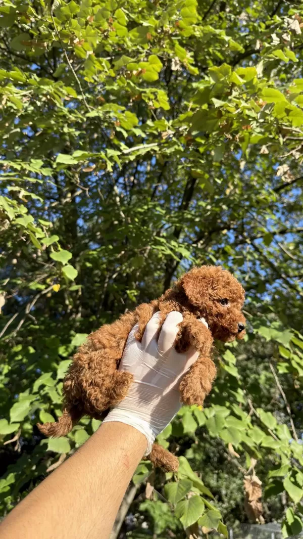 Wc Eğitimli Redbrown Toy Poodle Yavrumuz