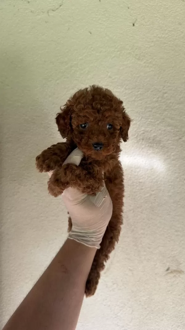 Wc Eğitimli Redbrown Toy Poodle Yavrumuz