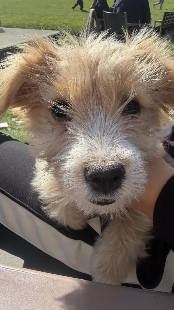 2 Aylık Maltese Yorkshire Terrier Kırması Ares