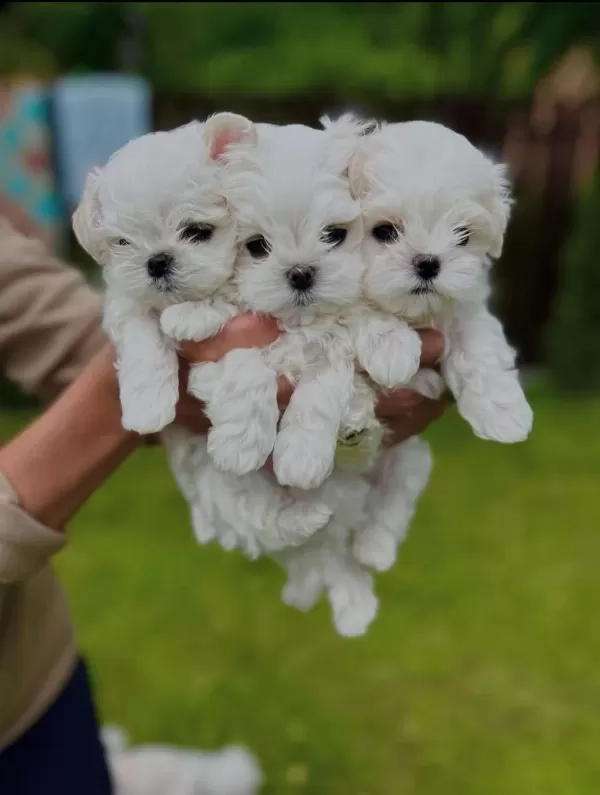 Maltese Terrier Xs Smal Neşe Kaynaği