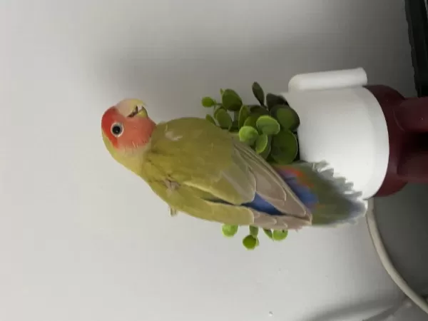 Konuşan Portakal Kafa Sevda Papağanı