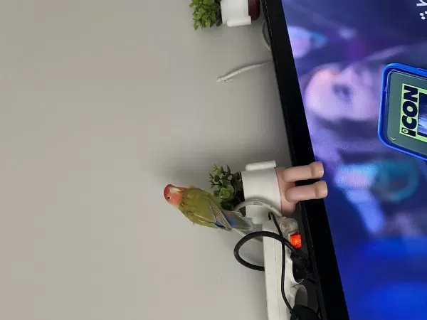 Konuşan Portakal Kafa Sevda Papağanı