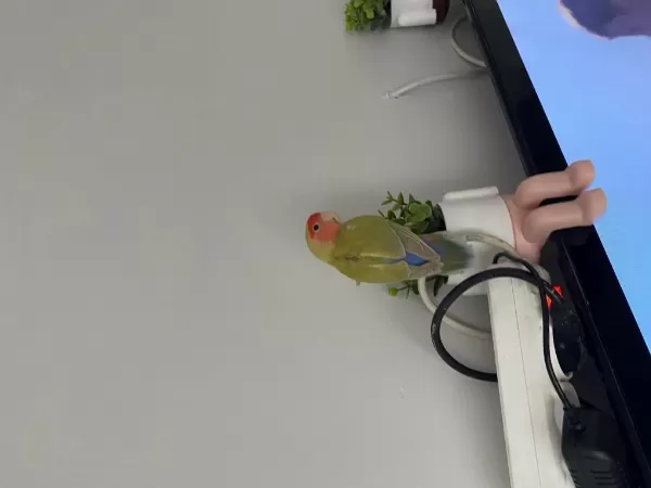 Konuşan Portakal Kafa Sevda Papağanı