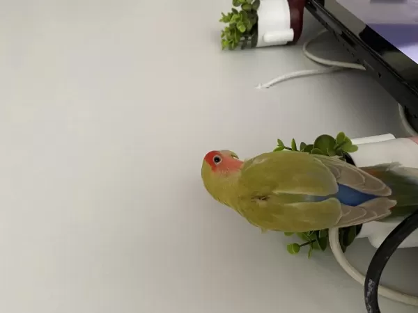 Konuşan Portakal Kafa Sevda Papağanı