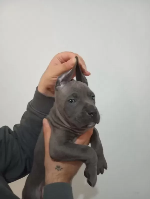 A Kalite Uygun Cane Carso Yavrulari